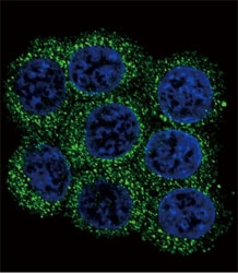 Confocal immunofluorescent analysis of PCSK2 antibody with 293 cells followed by Alexa Fluor 488-conjugated goat anti-rabbit lgG (green). DAPI was used as a nuclear counterstain (blue).