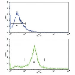 HER3 Antibody 293 Cells FACS. Flow cytometry analysis of human HEK293 cells stained with HER3 Antibody / ERBB3 Tumor Signaling Antibody demonstrates a rightward shift in fluorescence intensity (bottom histogram) compared to the negative control (top histogram), indicating cell surface expression of HER3 / ERBB3; FITC-conjugated goat anti-rabbit secondary antibody was used for detection.