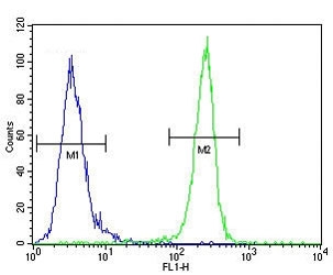 VEGFR2 antibody flow cytometric analysis of MDA-MB435 cells (right histogram) compared to a negative control (left histogram). FITC-conjugated goat-anti-rabbit secondary Ab was used for the analysis.