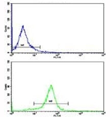 IkB alpha Antibody HeLa FACS. Flow cytometric analysis of HeLa cells using IkB alpha antibody (bottom histogram) compared to a negative control (top histogram). FITC-conjugated goat-anti-rabbit secondary Ab was used for the analysis.