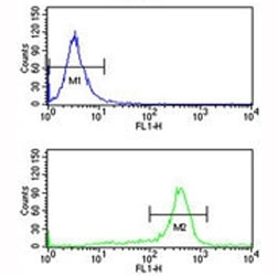 RPS6KB2 antibody flow cytometry analysis of K562 cells (bottom histogram) compared to a negative control (top histogram). FITC-conjugated goat-anti-rabbit secondary Ab was used for the analysis.
