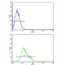 ICAM-1 antibody flow cytometric analysis of K562 cells (bottom histogram) compared to a negative control (top histogram). FITC-conjugated goat-anti-rabbit secondary Ab was used for the analysis.