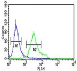 DGCR8 antibody flow cytometric analysis of NCI-H460 cells (green) compared to a <a href=../search_result.php?search_txt=n1001>negative control</a> (blue). FITC-conjugated goat-anti-rabbit secondary Ab was used for the analysis.