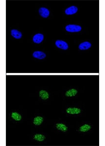 Confocal immunofluorescent analysis of PIN1 antibody with 293 cells followed by Alexa Fluor 488-conjugated goat anti-rabbit lgG (green). DAPI was used as a nuclear counterstain (blue).