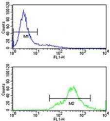 HuR antibody flow cytometry analysis of Jurkat cells (bottom histogram) compared to a negative control (top histogram). FITC-conjugated goat-anti-rabbit secondary Ab was used for the analysis.
