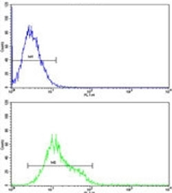 ULK1 antibody flow cytometric analysis of K562 cells (green) compared to a <a href=../search_result.php?search_txt=n1001>negative control</a> (blue). FITC-conjugated goat-anti-rabbit secondary Ab was used for the analysis.