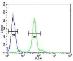 LOX antibody flow cytometric analysis of 293 cells (green) compared to a negative control (blue). FITC-conjugated goat-anti-rabbit secondary Ab was used for the analysis.
