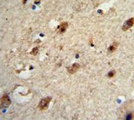 IHC analysis of FFPE human brain tissue stained with ACP1 antibody
