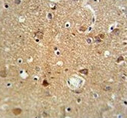 Neurophysin 1 antibody IHC analysis in formalin fixed and paraffin embedded brain tissue.