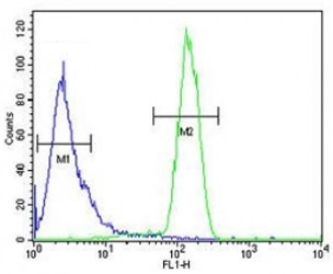 STING antibody flow cytometric analysis of HeLa cells (green) compared to a <a href=../search_result.php?search_txt=n1001>negative control</a> (blue). FITC-conjugated goat-anti-rabbit secondary Ab was used for the analysis.