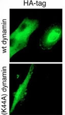 GTPase activity of Dynamin-2 is required for endocytosis of cell-surface tTG. MRC-5 fibroblasts were transiently transfected with either wild-type (wt) or a GTPase-deficient Dynamin-2 mutant with a hemagglutinin (HA) tag.(Provided by Evgeny A. Zemskov, Irina Mikhailenko)