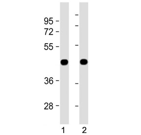Zebrafish Beta Actin Antibody WB. Western blot testing of 1) zebrafish lysate and 2) ZF4 cell lysate with zebrafish beta actin antibody.