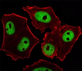 GATA3 Antibody MCF7 IF. Fluorescent image of MCF-7 cells stained with GATA3 antibody at 1:25 dilution. An Alexa Fluor 488-conjugated goat anti-mouse lgG was used as the secondary Ab (green). Cytoplasmic actin was counterstained with Alexa Fluor 555 conjugated with Phalloidin (red).