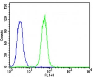 Flow cytometric analysis of K562 cells using CDK5 antibody (green) compared to an isotype control of rabbit IgG (blue); Ab was diluted at 1:25 dilution. An Alexa Fluor 488 goat anti-rabbit lgG was used as the secondary Ab.