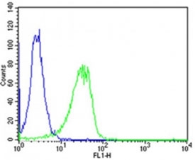 Flow cytometric analysis of HeLa cells using Shh antibody (green) compared to an <a href=../search_result.php?search_txt=n1001>isotype control of rabbit IgG</a> (blue); Ab was diluted at 1:25 dilution. An Alexa Fluor 488 goat anti-rabbit lgG was used as the secondary Ab.