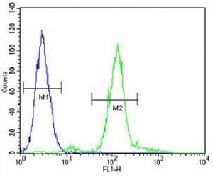 ZEB1 antibody flow cytometric analysis of A549 cells (right histogram) compared to a negative control (left histogram). FITC-conjugated goat-anti-rabbit secondary Ab was used for the analysis.
