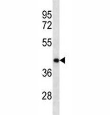Anti-Oct4 antibody western blot analysis in mouse brain tissue lysate