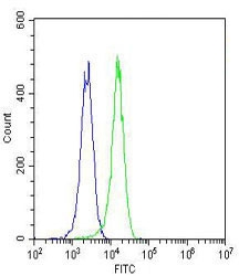 ETS1 Antibody FACS. Intracellular FACS staining of K562 cells with ETS1 antibody (green) and isotype control (blue) at 1:25.