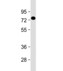 Western blot testing of human placenta lysate with PGLYRP2 antibody at 1:2000. Predicted molecular weight ~62 kDa but may be observed at higher molecular weights due to glycosylation.