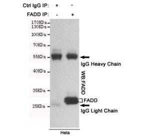 Immunoprecipitation of FADD from HeLa cell lysate using FADD antibody. The precipitate was subsequently immunoblotted with the same mAb.