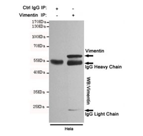 Vimentin Antibody HeLa Cell IP. Immunoprecipitation of Vimentin from HeLa cell lysate, and subsequent western blot testing, using Vimentin Antibody for WB / VIM Western Blot Antibody.