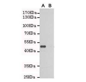 Western blot testing of TLR3 A) transfected and (B) untransfected CHO-K1 cell lysate with TLR3 antibody at 1:1000. Expected molecular weight of the partial protein: ~50 kDa.