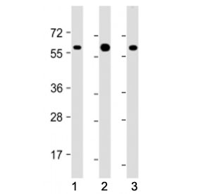 Western blot testing of RGMB antibody at 1:2000: Lane 1) human HEK293, 2) (h) brain, and 3) mouse brain lysate. Predicted molecular weight: 48-58 kDa.