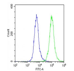 Flow cytometry testing of fixed and permeabilized human U-87 MG cells with APLP1 antibody; Blue=isotype control, Green= APLP1 antibody.