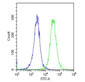 MYL1 Antibody HeLa FACS. Flow cytometry analysis of fixed and permeabilized human HeLa cells stained with MYL1 antibody detecting Myosin light chain 1. The antibody signal (green) overlaps closely with the isotype control (blue), indicating minimal intracellular detection of MYL1 in HeLa cells. This profile is consistent with the restricted expression of MYL1 to fast skeletal muscle fibers and its low or absent expression in non-muscle epithelial cell lines.