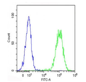 Flow cytometry testing of fixed and permeabilized human Raji cells with HHLA2 antibody; blue=isotype control, Green= HHLA2 antibody.