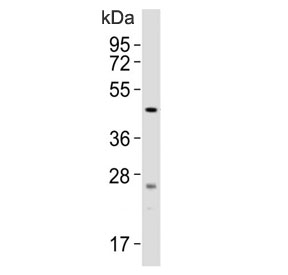 Western blot testing of mouse brain lysate with SLC16A11 antibody. Predicted molecular weight ~48 kDa.
