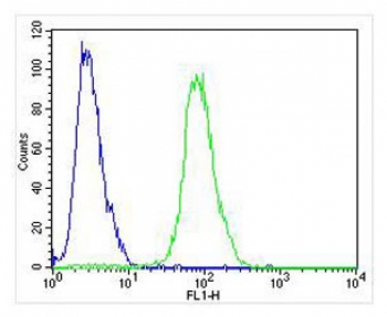 Flow cytometry testing of fixed and permeabilized human Jurkat cells with NOS2 antibody; Blue=isotype control, Green= NOS2 antibody.