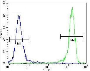 Flow cytometry testing of fixed and permeabilized human HEK293 cells with GADD153 antibody; Blue=isotype control, Green= GADD153 antibody.