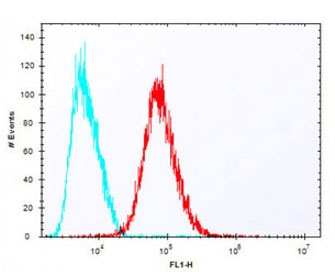Flow cytometry testing of fixed and permeabilized human HepG2 cells with IDUA antibody; Blue=isotype control, Red= IDUA antibody.