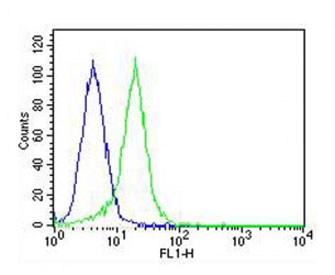 Flow cytometry testing of fixed and permeabilized human HeLa cells with IDUA antibody; Blue=isotype control, Green= IDUA antibody.