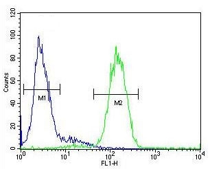 Flow cytometry testing of fixed and permeabilized human HepG2 cells with AGXT antibody; Blue=isotype control, Green= AGXT antibody.