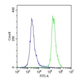 Flow cytometry testing of fixed and permeabilized human U-2 OS cells with EPS8 antibody; Blue=isotype control, Green= EPS8 antibody.