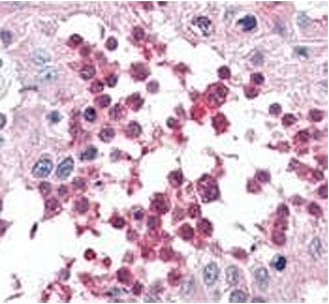 IHC testing of FFPE human testis tissue with HSPA5 antibody. HIER: steam section in pH6 citrate buffer for 20 min and allow to cool prior to staining.
