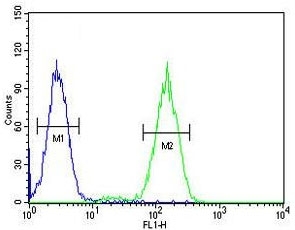 Flow cytometry testing of fixed and permeabilized human HeLa cells with BCKDHB antibody; Blue=isotype control, Green= BCKDHB antibody.