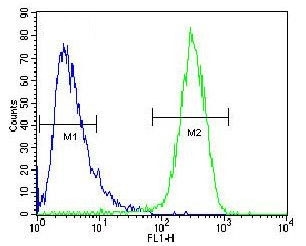 Flow cytometry testing of fixed and permeabilized human HepG2 cells with Hexosaminidase A antibody; Blue=isotype control, Green= Hexosaminidase A antibody.