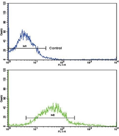 Flow cytometry testing of fixed and permeabilized human K562 cells with ADH5 antibody; Blue=isotype control, Green=  antibody.