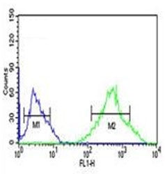 Flow cytometry testing of fixed and permeabilized human Ramos cells with GST pi antibody; Blue=isotype control, Green= GST pi antibody.