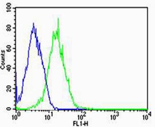 Flow cytometry testing of fixed and permeabilized human HepG2 cells with PPT1 antibody; Blue=isotype control, Green= PPT1 antibody.