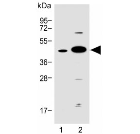 Western blot testing of human 1) A549 and 2) heart lysate with Follistatin-like 1 antibody. Expected molecular weight: 35-55 kDa depending on level of glycosylation.