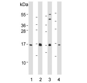 Western blot testing of human 1) PC3, 2) SW480, 3) HT-29 and 4) mouse spleen lysate with IFITM5 antibody. Predicted molecular weight: ~14 kDa.