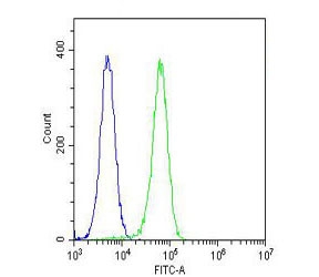 Flow cytometry testing of fixed and permeabilized human K562 cells with Acid Sphingomyelinase antibody; Blue=isotype control, Green= Acid Sphingomyelinase antibody.