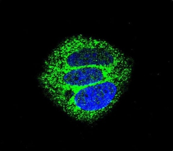 Immunofluorescent staining of fixed and permeabilized human MCF7 cells with Cytokeratin 18 antibody (green) and DAPI nuclear stain (blue).