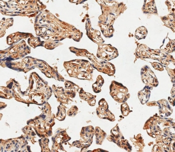 IHC testing of FFPE human placenta tissue with HBE1 antibody. HIER: steam section in pH9 EDTA for 20 min and allow to cool prior to staining.
