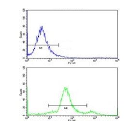 Flow cytometry testing of human WiDr cells with YWHAG antibody; Blue=isotype control, Green= YWHAG antibody.