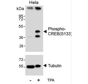 Western blot testing of lysate from HeLa cells treated or untreated with TPA, using phospho-CREB antibody.